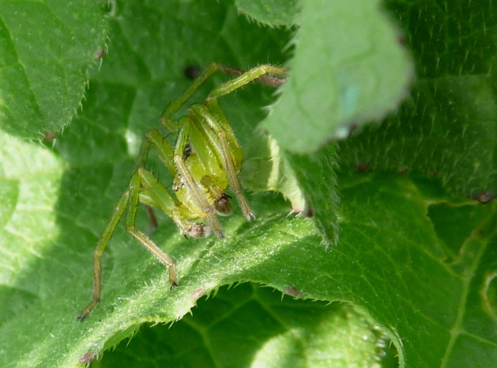 Micrommata virescens maschio